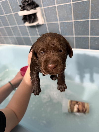 Kristyn Davis's New Puppy