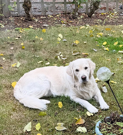 Marissa Burton's Dog Lady