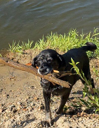 Marissa Burton's Dog Lila